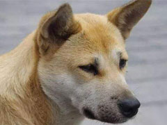 <b>中华田园犬</b>